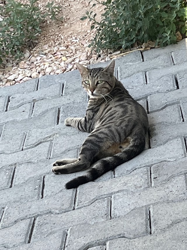 Ofis Müdürümüz 🐱