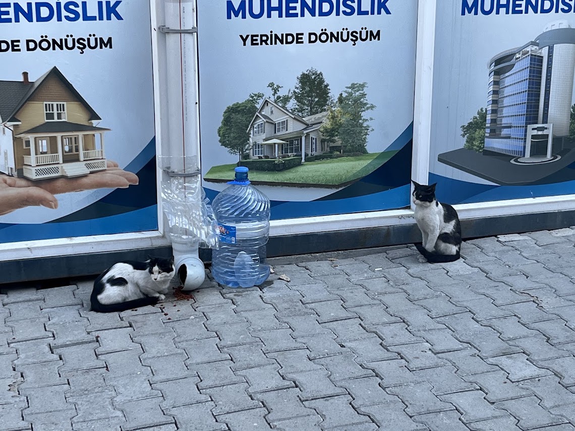 Tatlı Yardımcım 🐾